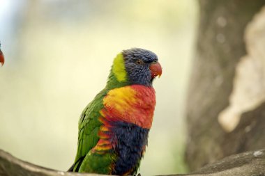 Gökkuşağı lorisinin parlak sarı-turuncu / kırmızı bir göğsü, çoğunlukla menekşe mavisi bir boğazı ve sarı-yeşil bir yakası vardır..