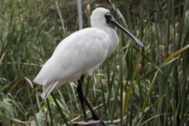 Kraliyet kaşığı kaşığa benzeyen siyah gagalı büyük beyaz bir deniz kuşudur. Kraliyet kaşığı sarıdır.