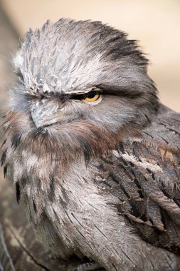 Tüylü kurbağa ağızlı tüyler gri, beyaz, siyah ve paslıdır. Tüy desenleri ölü ağaç dallarını taklit etmelerine yardımcı olur. Parlak sarı gözleri var..