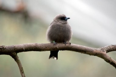 Odun kırlangıcı küçük tüylü gri bir kuştur.