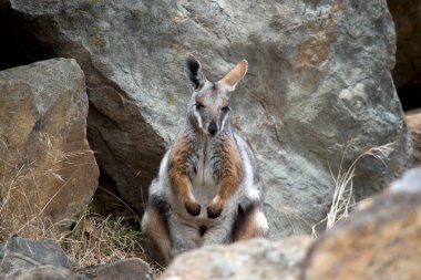 Sarı ayaklı kaya valabisi gri, bronzlaşmış ve beyazdır.
