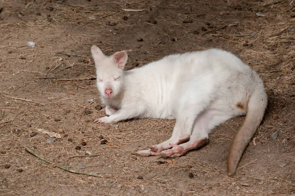 Wallaby Albino Tiene Cuerpo Blanco Con Orejas Rosadas Nariz Ojos — Foto de Stock