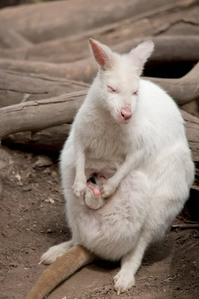 Branco Wallaby Tem Suas Tetas Saindo Sua Bolsa — Fotografia de Stock