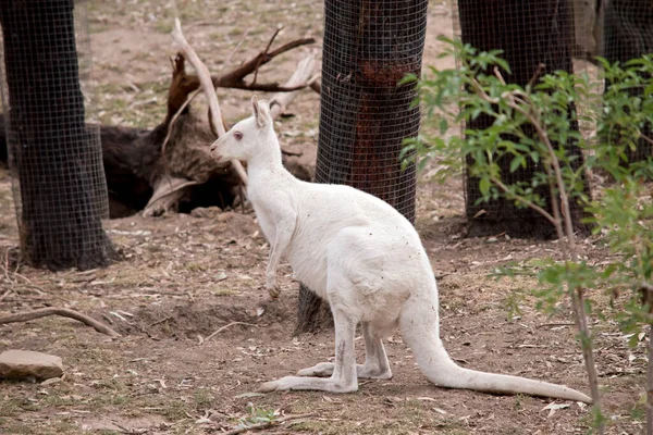 Albino Wallaby All White Pink Nose Ears — Stock Photo, Image