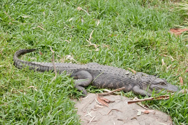 Les Alligators Ont Long Museau Arrondi Qui Des Narines Orientées — Photo