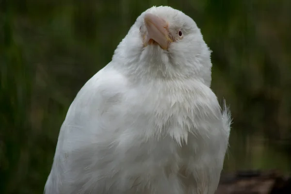Este Albino Riendo Kookaburra —  Fotos de Stock