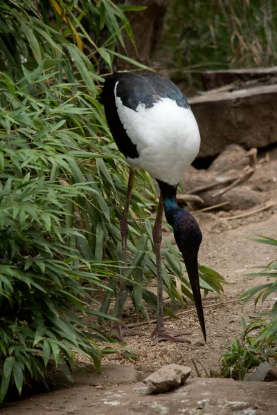 Kenmerkende Zwart Wit Watervogel Hoog Heeft Een Spanwijdte Van Ongeveer — Stockfoto