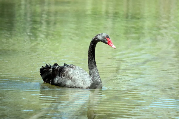 Black Swan All Black Waterbird Red Bill White Stripe Red — Foto Stock