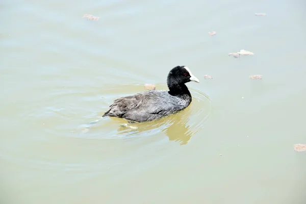 Черная Водоплавающая Птица Белой Мантией — стоковое фото
