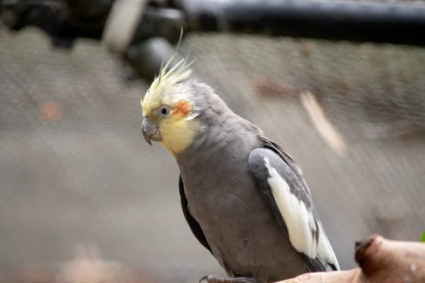 カクテルの羽毛は主に灰色で下の方にあり白い羽のパッチオレンジの頬と特徴的な尖った紋章がついています — ストック写真