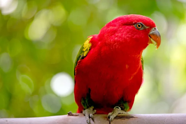 Lory Czerwone Ciało Zielone Skrzydła — Zdjęcie stockowe