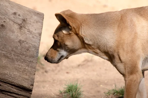 Dingo Zijn Een Hond Achtige Wolf Hebben Een Lange Snuit — Stockfoto