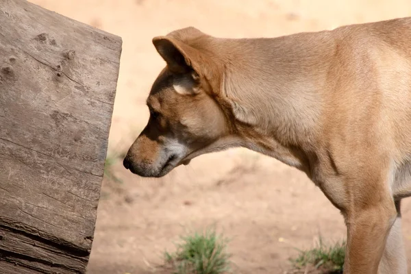 Dingos Hundlik Varg Har Lång Näsa Upprätta Öron Och Starka — Stockfoto