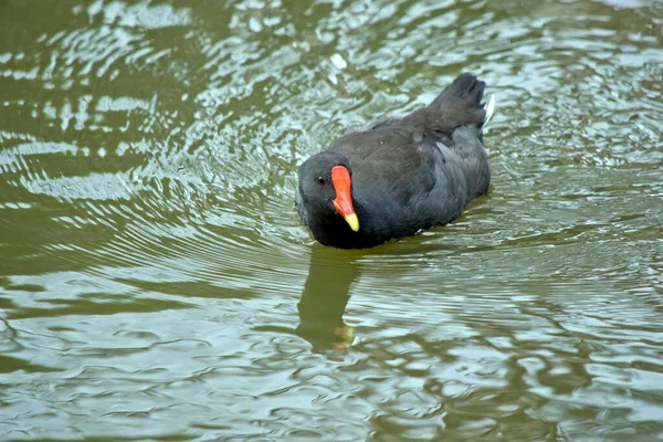 Das Dämmernde Moorhuhn Ist Ein Wasservogel Der Alle Schwarzen Federn — Stockfoto