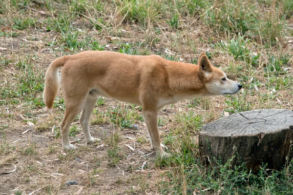 Dingo Naturalnie Chude Jak Chartów Dużymi Uszami Stałe Ukłute Ogony — Zdjęcie stockowe