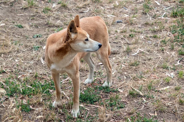 ディンゴは緑の猟犬のように自然に傾斜しており 大きな耳は永久に引かれ 尾はしばしば白い先端でマークされます — ストック写真