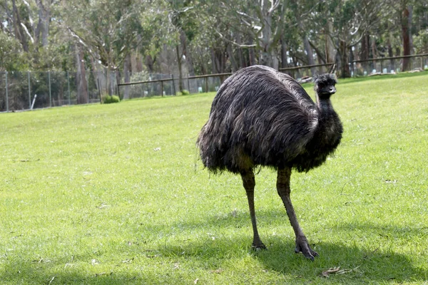 Emú Australiano Está Caminando Campo —  Fotos de Stock