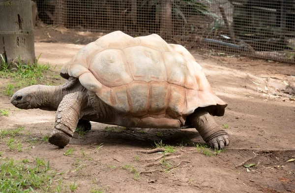 Aldabra Jätte Sköldpaddor Främst Aktiva Tidig Morgon Och Sent Kvällen — Stockfoto