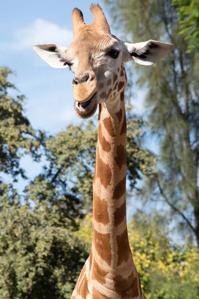 Żyrafa Jest Najwyższym Wszystkich Ssaków Nogi Szyja Bardzo Długie Żyrafa — Zdjęcie stockowe