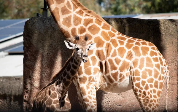 Giraffe Hoogste Van Alle Zoogdieren Benen Nek Zijn Extreem Lang — Stockfoto