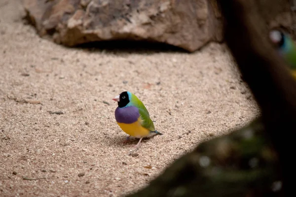 Gouldian Finch Small Bird Bright Green Back Yellow Belly Purple — Stock Photo, Image