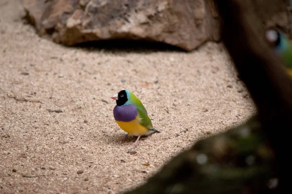 Gouldian Ispinozu Parlak Yeşil Sırtlı Sarı Göbekli Mor Göğüslü Küçük — Stok fotoğraf