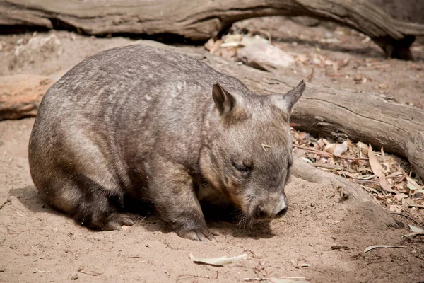 Les Wombats Nez Poilu Ont Une Fourrure Douce Des Oreilles — Photo