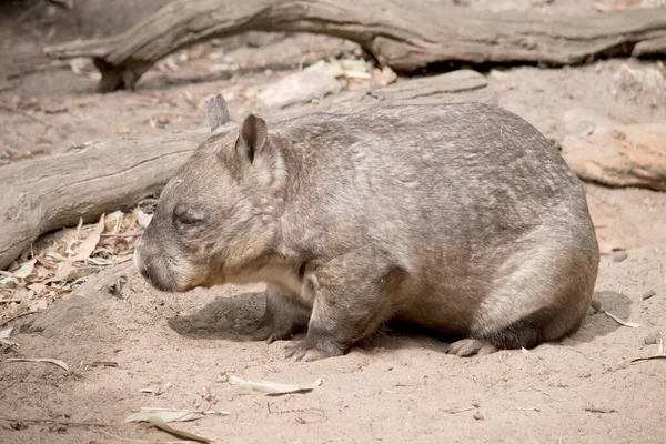 Les Wombats Nez Poilu Ont Une Fourrure Douce Des Oreilles — Photo