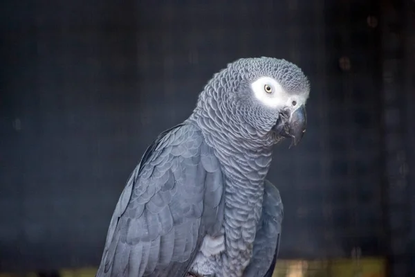 Den Grå Afrikanska Papegojan Grå Med Svart Näbb Och Vita — Stockfoto