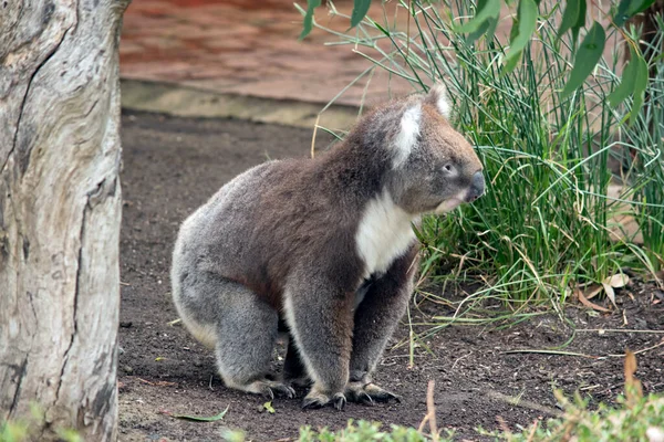 Koala Duza Okragle Glowe Duze Futrzane Uszy Duzy Czarny Nos — Zdjęcie stockowe