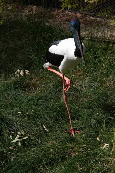 Jabiru Cegonha Pescoço Preto Pássaro Aquático Preto Branco Tem Uma — Fotografia de Stock