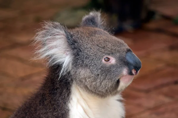 Koala Velkou Kulatou Hlavu Velké Chlupaté Uši Velký Černý Nos — Stock fotografie