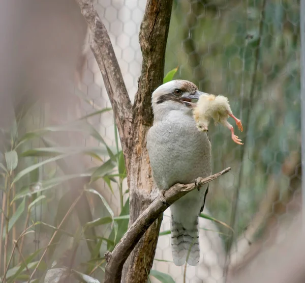 Kookaburras Hanno Una Testa Bianchiccia Che Caratterizzata Una Distintiva Striscia — Foto Stock