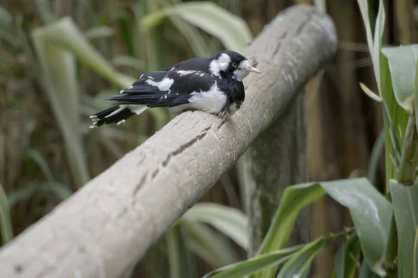 Magpie Lark Distinctively Marked Black White Thin Whitish Bill Pale — Stock Photo, Image