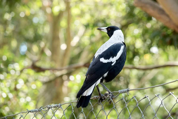 Urraca Pájaro Aspecto Distintivo Con Marcas Negras Brillantes Blancas Brillantes —  Fotos de Stock