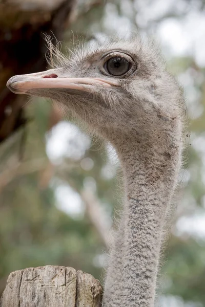 Ostrich Largest Heaviest Living Bird World Cannot Fly Males Jet — Stock Photo, Image