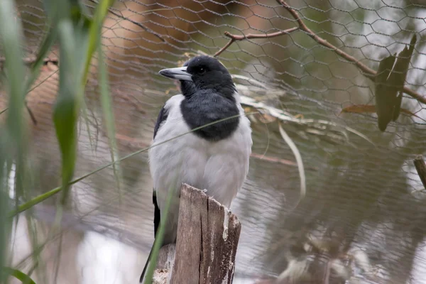 Pied Butcherbird Średniej Wielkości Czarno Biały Ptak Czarny Kaptur Ciemnobrązowe — Zdjęcie stockowe
