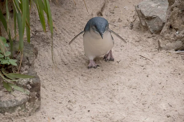 Der Kleine Pinguin Der Kleine Blaue Pinguin Oder Die Fee — Stockfoto