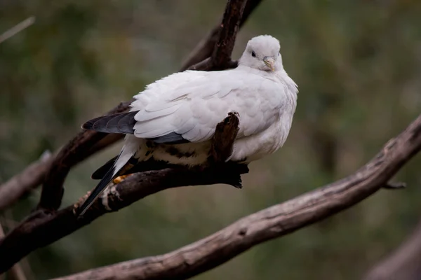 Pied Torresian Imperial Pigeon Helemaal Wit Met Zwarte Vleugelpunten — Stockfoto