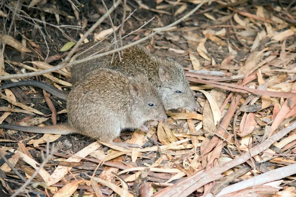 Potoroo Pequeno Marsupial Noturno Que Vive Pequenos Grupos Colônias Ligeiramente — Fotografia de Stock