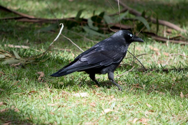 Les Corbeaux Australiens Sont Noirs Avec Les Yeux Blancs Chez — Photo