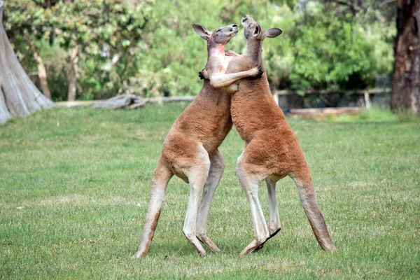 Dwóch Czerwonych Kangurów Walczy Dominującą Pozycję Mafii — Zdjęcie stockowe