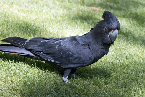 Red Tailed Black Cockatoo Looking Food Grass — Stock Photo, Image