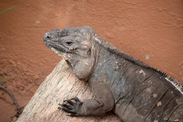 Iguana Rinoceronte Una Lucertola Grande Corpo Dalla Testa Pesante Con — Foto Stock