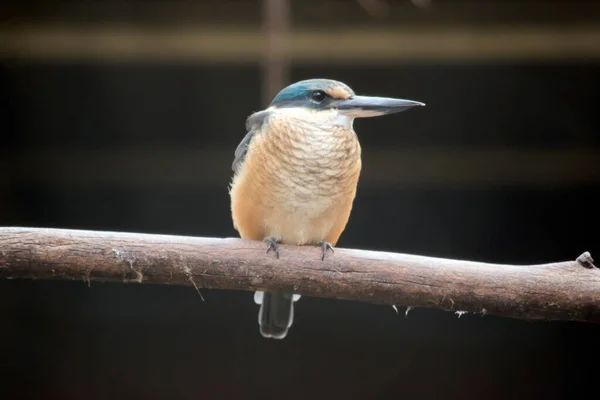 Korkmuş Kingfisher Turkuaz Bir Arkası Turkuaz Mavi Poposu Kuyruğu Açık — Stok fotoğraf