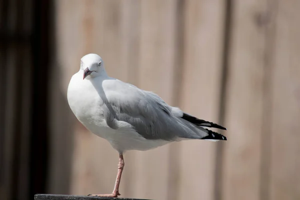 Seagull Has White Body Grey Wings White Eyes — 图库照片