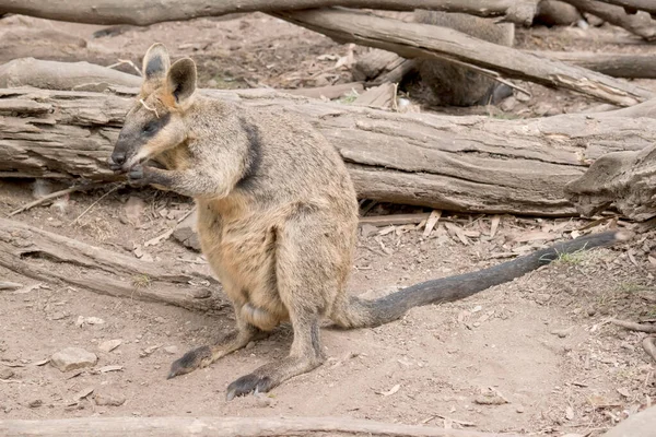 沼泽袋鼠有深褐色的毛皮 胸部和耳朵底部有较轻的锈斑 — 图库照片