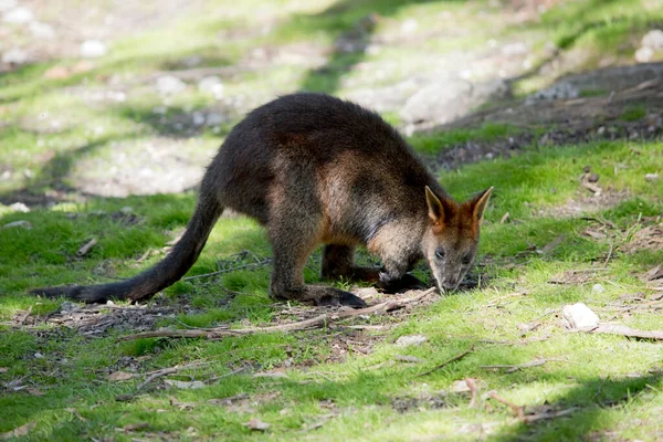 Het Moeras Wallaby Het Eten Van Gras Een Veld — Stockfoto