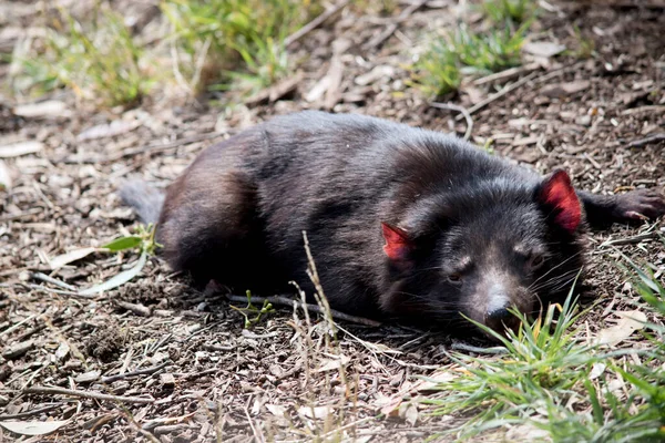 The Tasmanian Devil is the size of a small dog. Devils have black fur with a large white stripe across their breast and the odd line on their back.