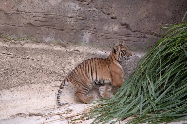 Tygří Mláďata Rodí Všemi Prýmky Pijí Mateřské Mléko Dokud Jim — Stock fotografie